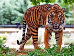 Warga di Siak Tewas Diterkam Harimau Saat Cari Kayu