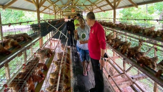 Peternakan ayam petelur di Provinsi Papua dan Papua Barat