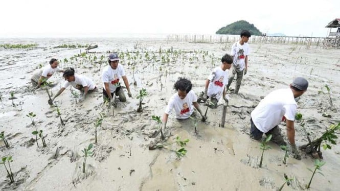 Pemuda di Kalimantan Barat menanam mangrove