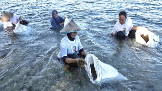 Nelayan di Lampung mencari rumput laut